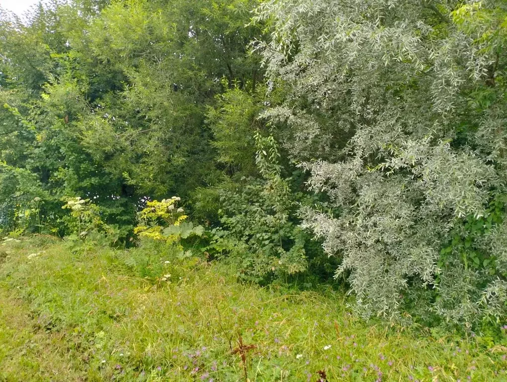 Участок в Московская область, Шаховская муниципальный округ, д. ... - Фото 0