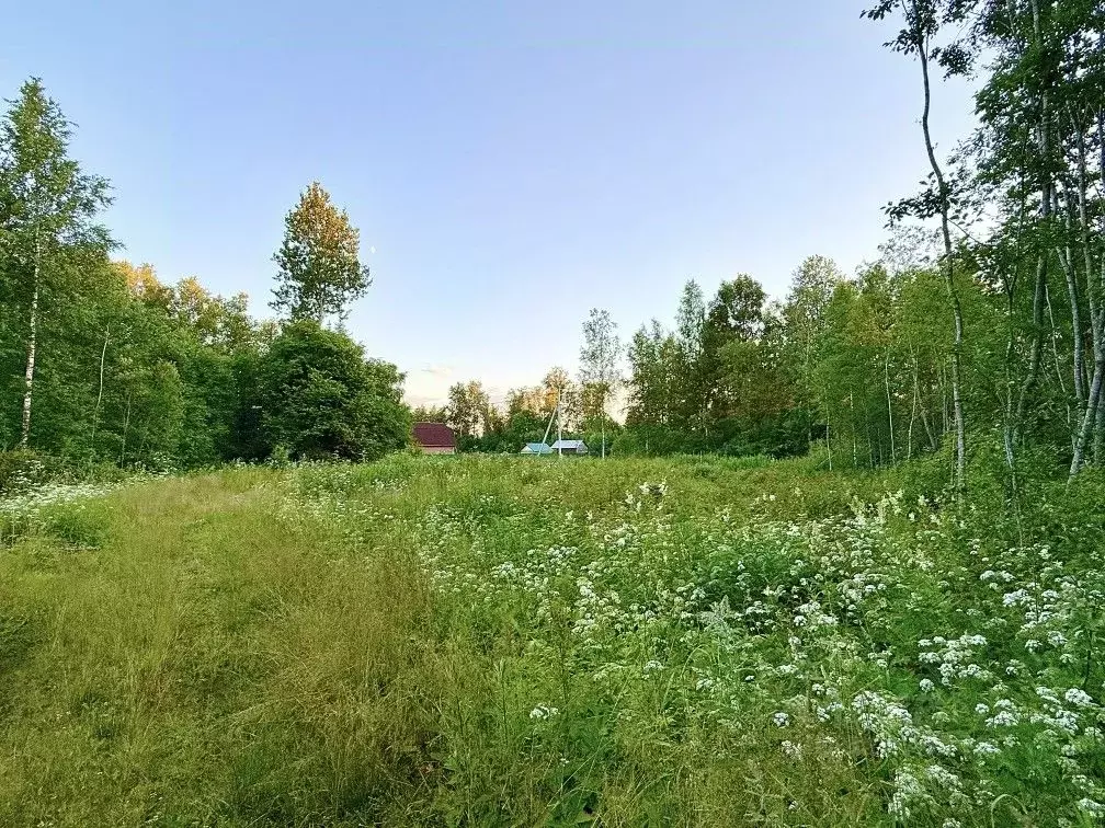 Участок в Новгородская область, Валдай Лесхозная ул. (10.0 сот.) - Фото 2