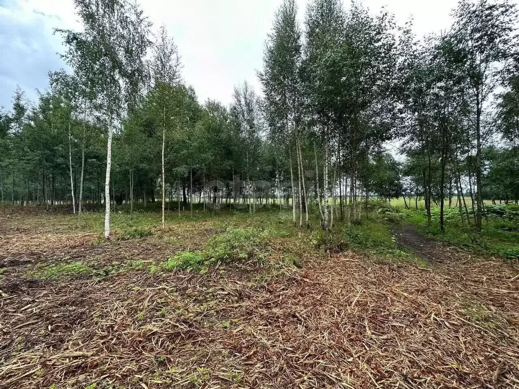 Участок в Санкт-Петербург, Санкт-Петербург, Павловск Павлов Скай кп,  ... - Фото 1