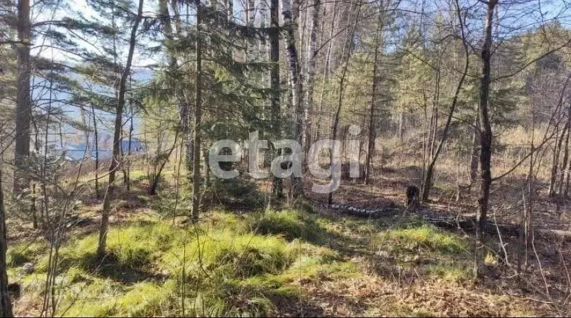 Участок в Красноярский край, Дивногорск городской округ, пос. Манский ... - Фото 1