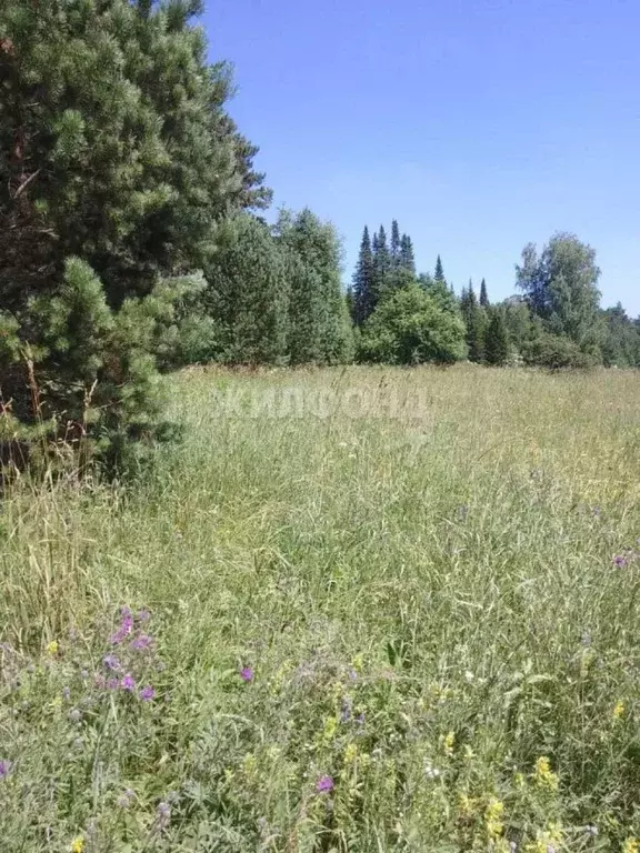 Участок в Кемеровская область, Новокузнецкий муниципальный округ, с. ... - Фото 0