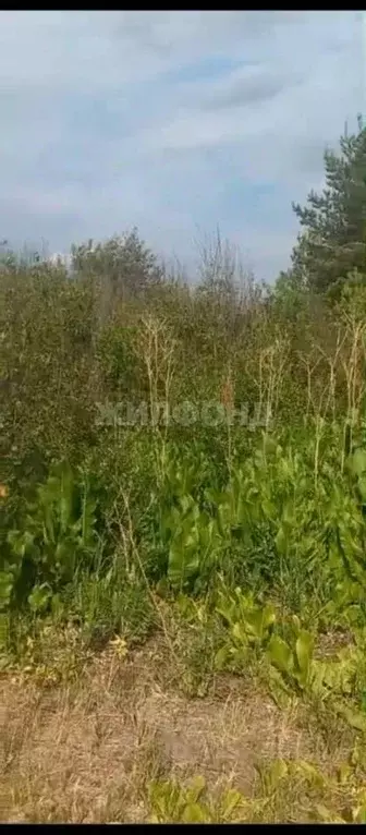 Участок в Новосибирская область, Коченевский район, Березка садовое ... - Фото 2