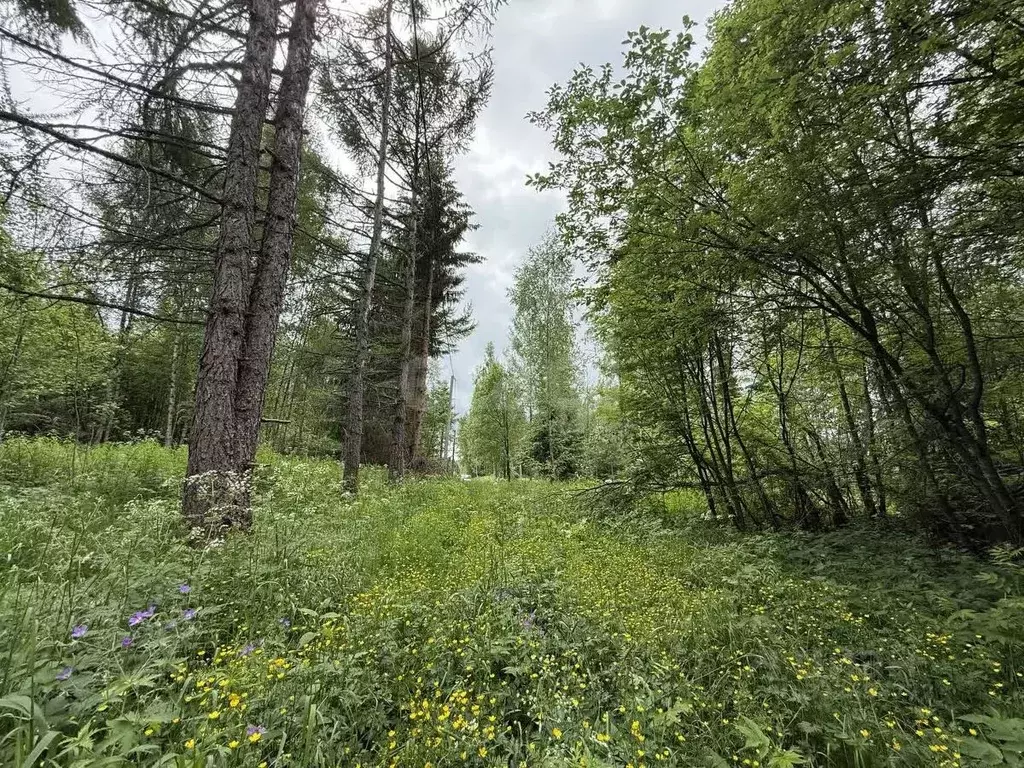 Участок в Вологодская область, У Медведя садоводческое товарищество  ... - Фото 1