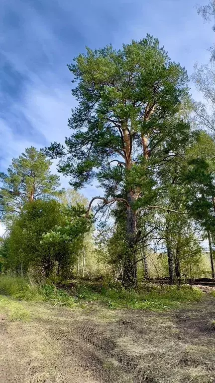 Участок в Томская область, Томский район, с. Корнилово ул. Шуклина ... - Фото 1