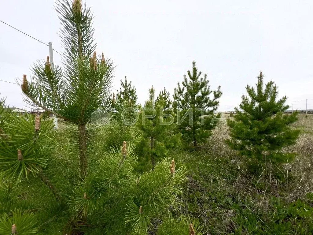 Участок в Тюменская область, Тюменский муниципальный округ, д. Елань, ... - Фото 1