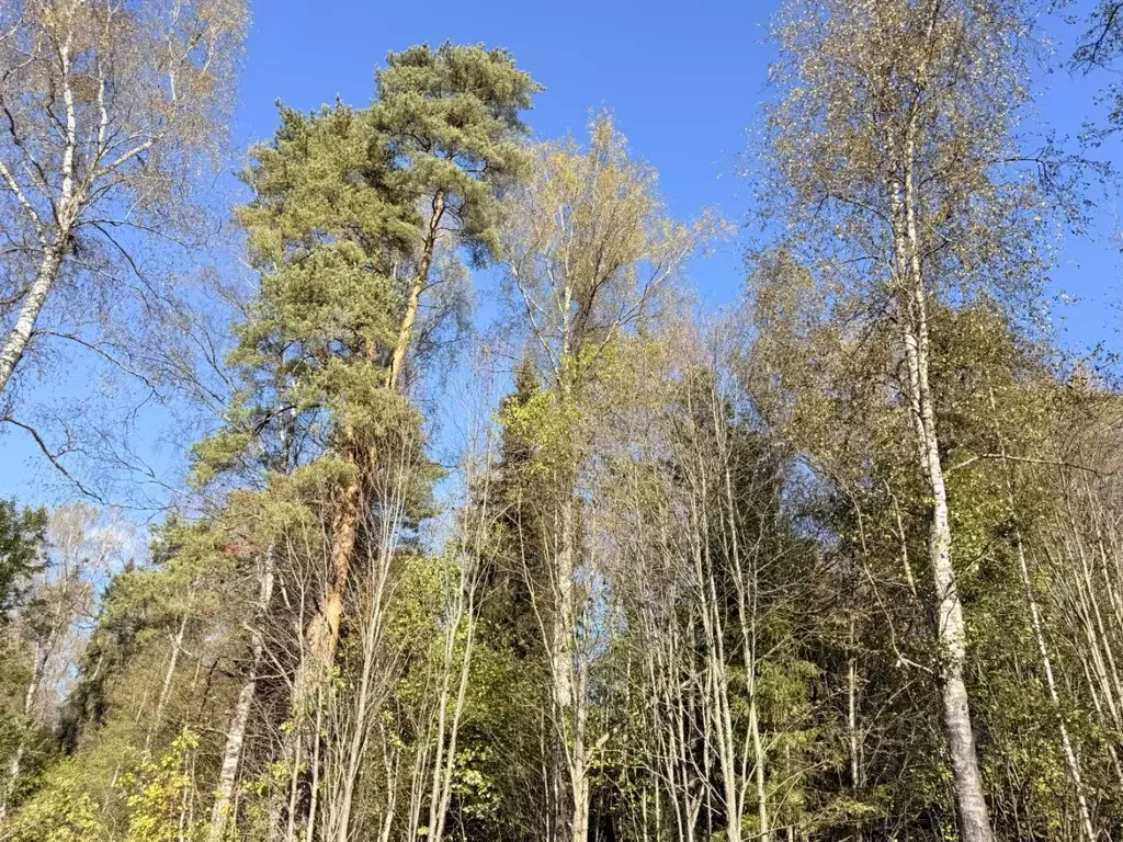 Участок в Московская область, Рузский муниципальный округ, с. ... - Фото 2