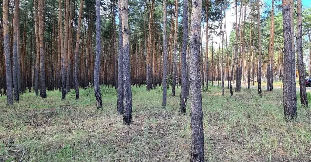 Участок в Белгородская область, Белгородский район, Поселок Разумное ... - Фото 0