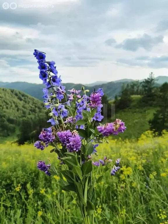 Участок в Шебалинский район, село Мыюта (400 м) - Фото 0