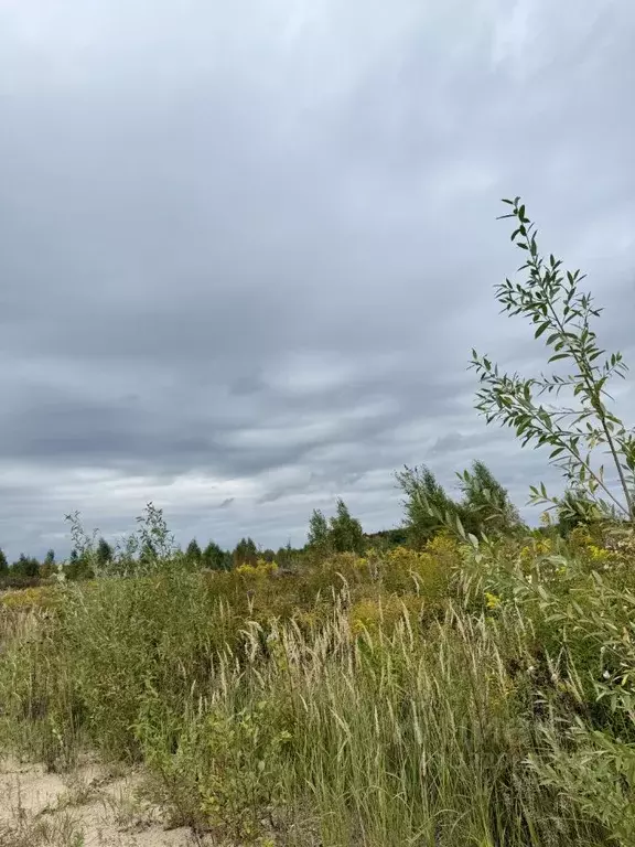 Участок в Калужская область, Калуга городской округ, д. Тинино ул. ... - Фото 2