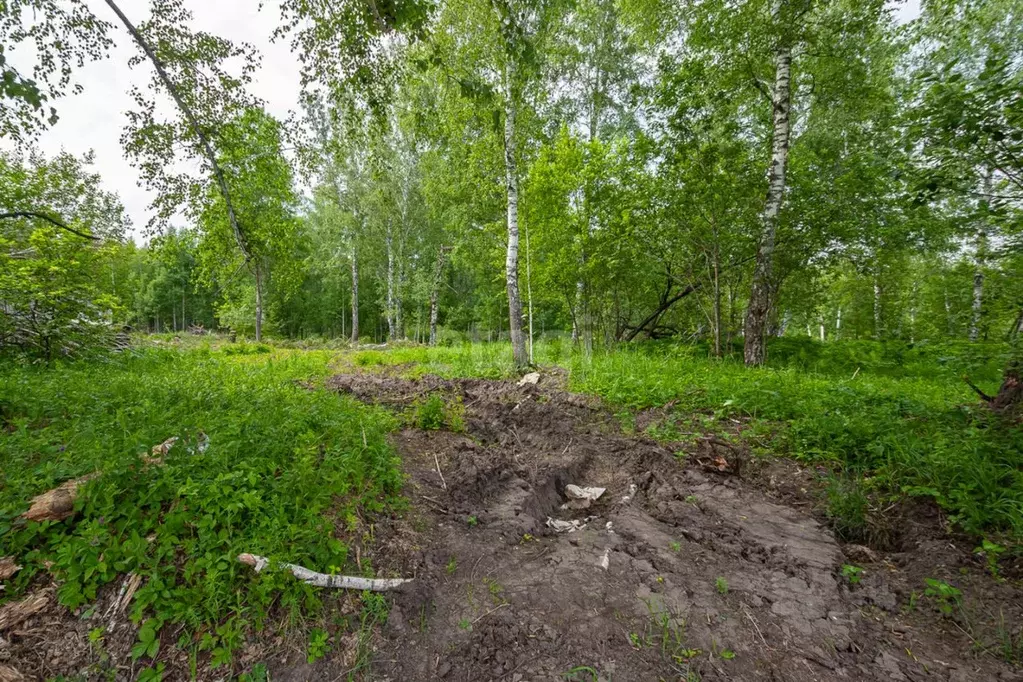 Участок в Новосибирская область, Новосибирский район, Барышевский ... - Фото 1