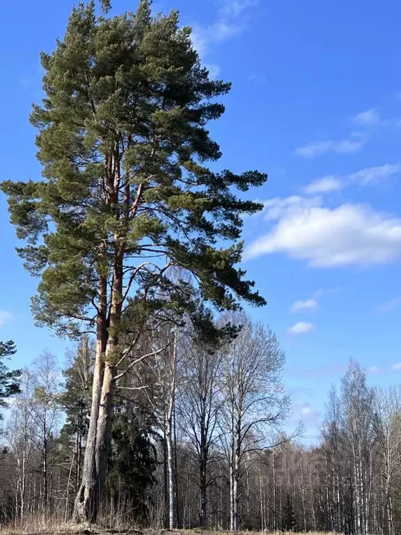 Участок в Ленинградская область, Тосненский район, Любанское городское ... - Фото 0