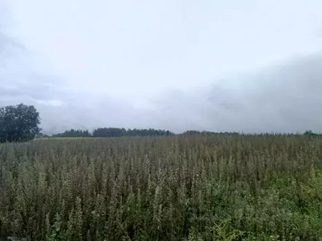 Участок в Московская область, Сергиево-Посадский городской округ, д. ... - Фото 0