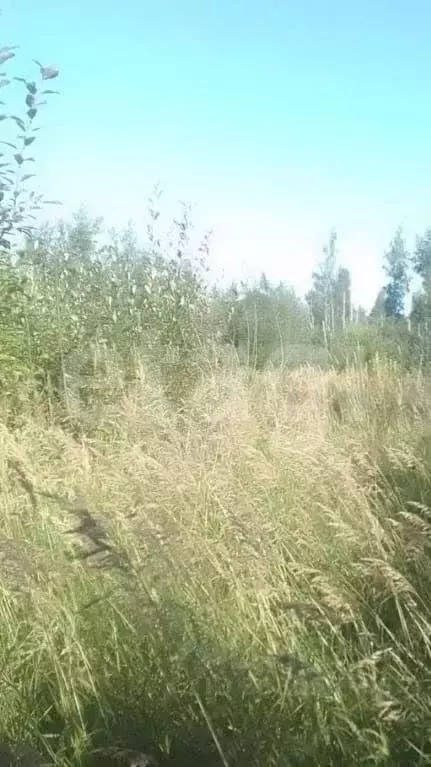Участок в Ленинградская область, Гатчинский муниципальный округ, пос. ... - Фото 1
