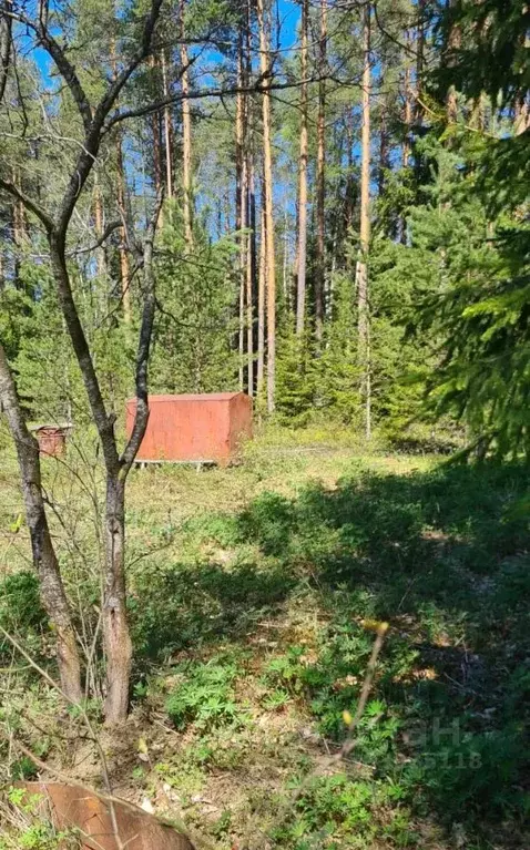 Участок в Ленинградская область, Всеволожский район, Куйвозовское ... - Фото 0