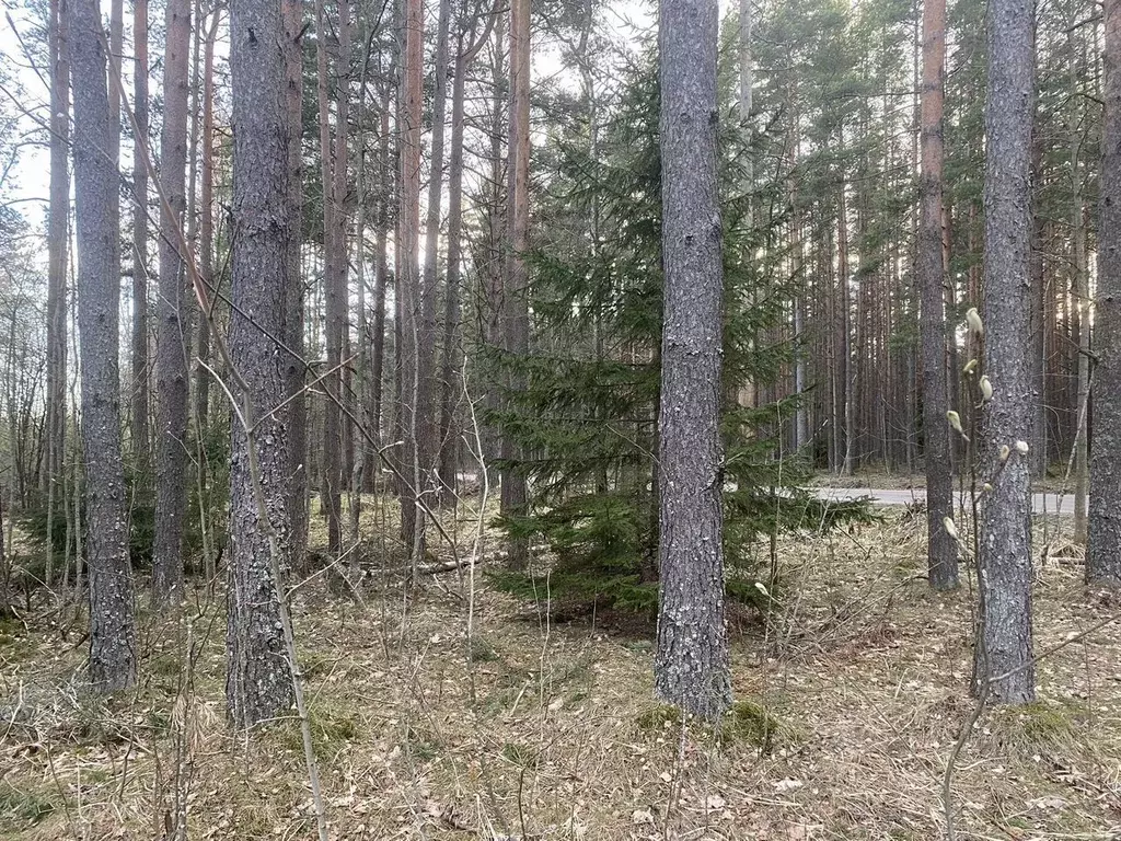 Участок в Ленинградская область, Выборгский район, Полянское с/пос, ... - Фото 1