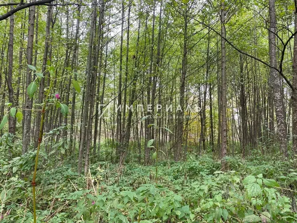 Участок в Калужская область, Жуковский муниципальный округ, Высокиничи ... - Фото 2