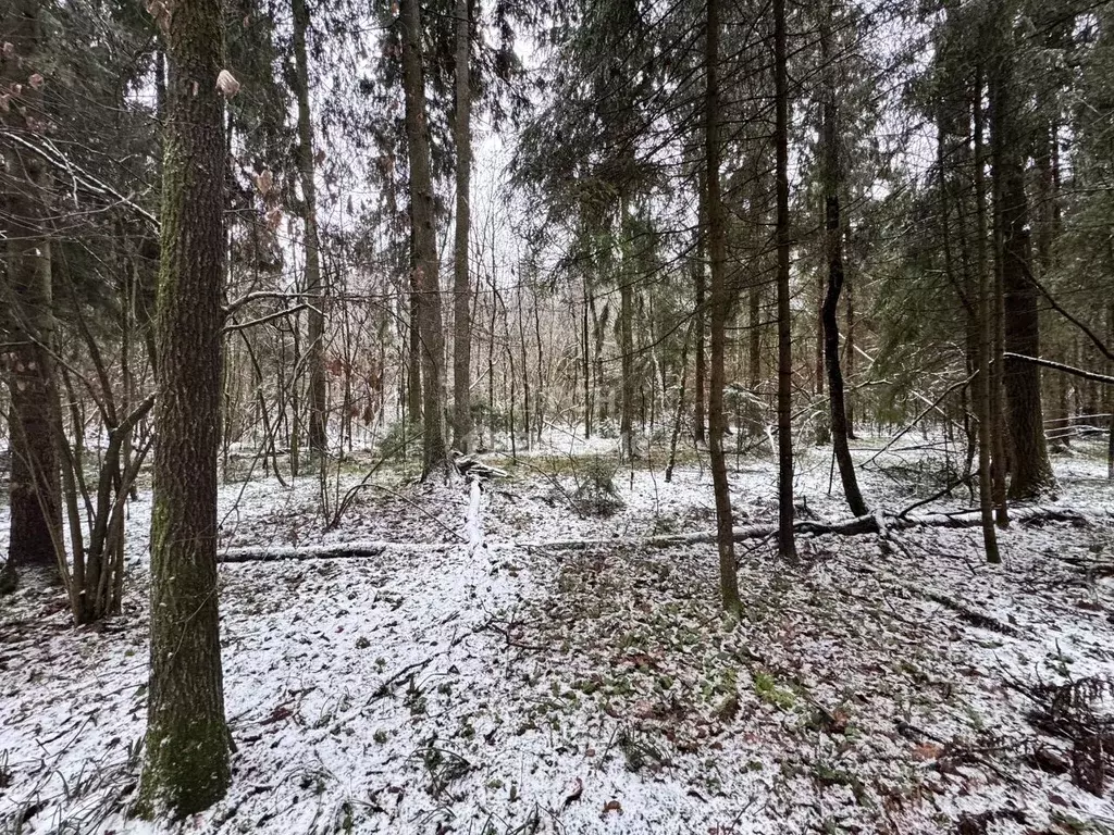 Участок в Московская область, Пушкинский городской округ, д. Могильцы, ... - Фото 2