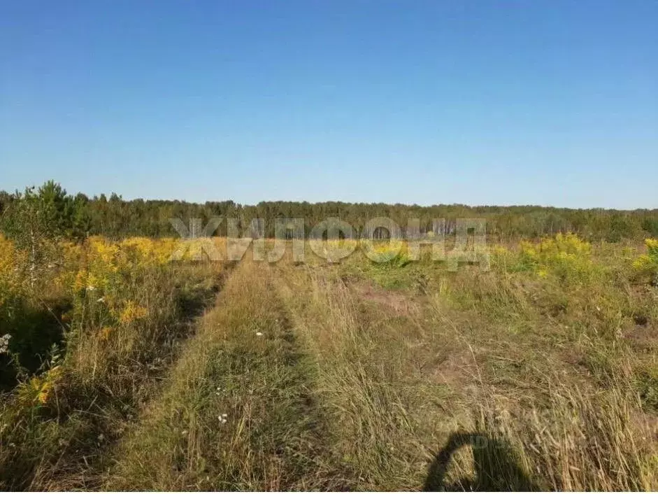 Участок в Новосибирская область, Мошковский район, Индия кп  (596.0 ... - Фото 1