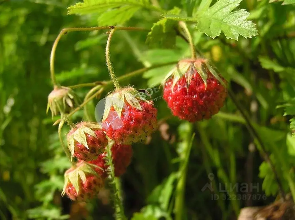 Участок в Пермский край, Краснокамский муниципальный округ, пос. ... - Фото 2
