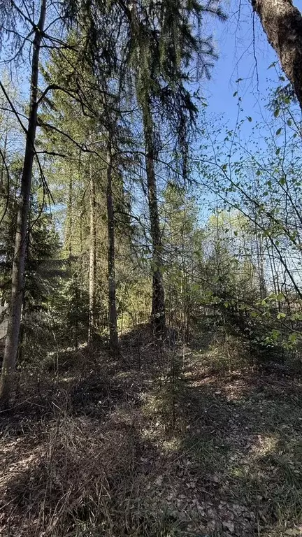 Участок 12 сот. (ИЖС) - Фото 0