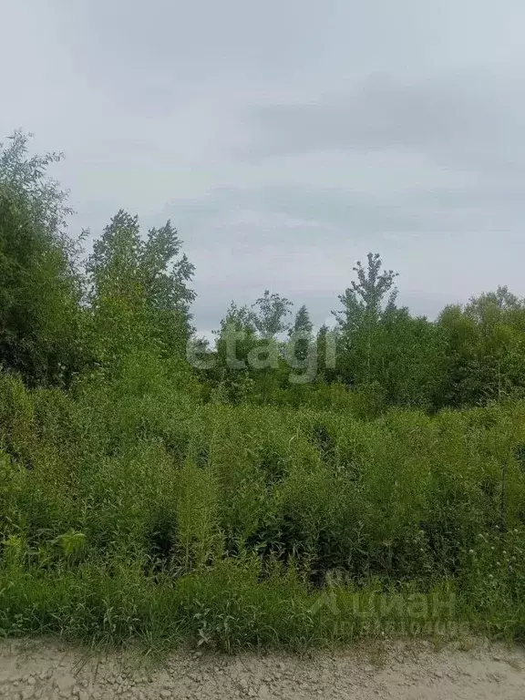 Участок в Хабаровский край, Хабаровский район, с. Мирное, Амурский ... - Фото 1