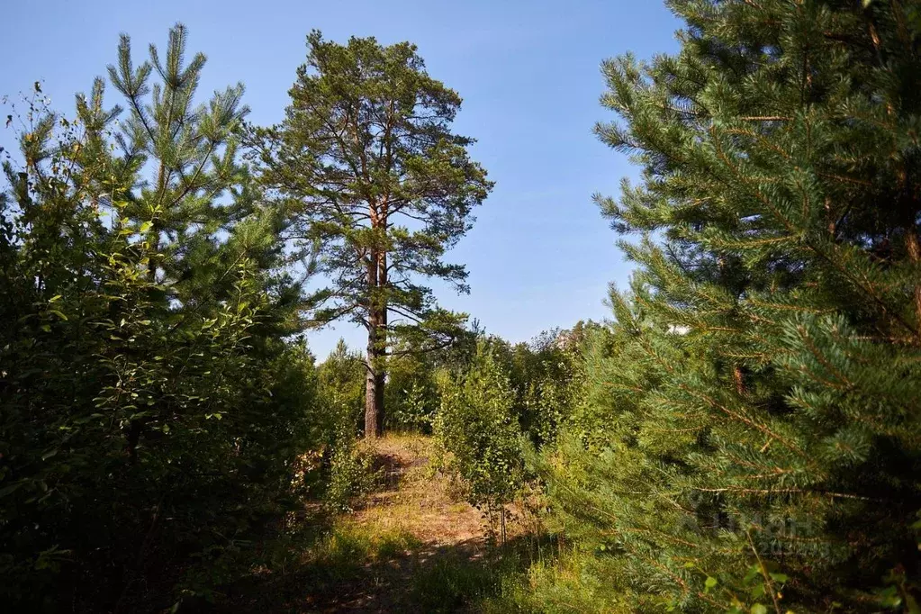 Участок в Ленинградская область, Выборгский район, Первомайское с/пос, ... - Фото 1