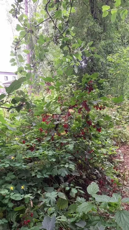 Участок 6,1 сот. (ИЖС) - Фото 1