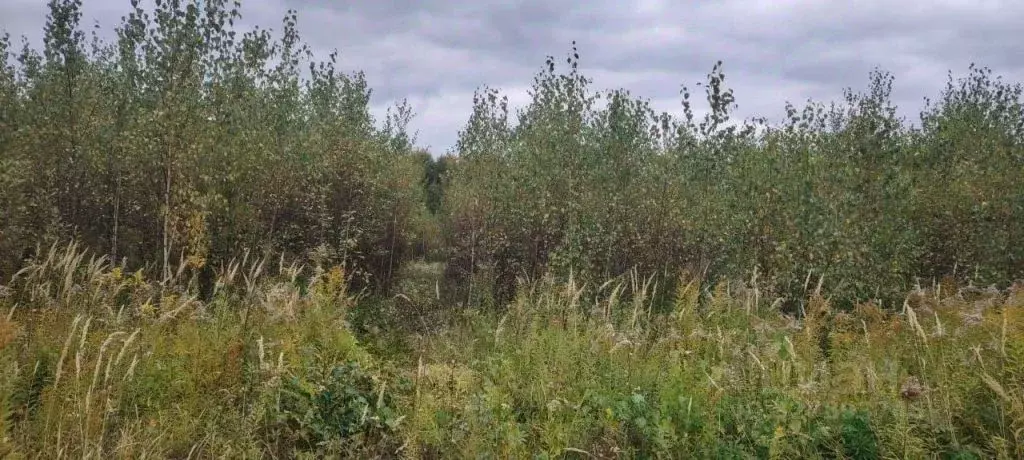 Участок в Нижегородская область, Богородский муниципальный округ, ... - Фото 2