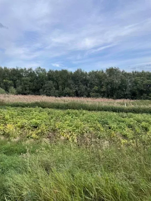 Участок в Мурманская область, Кольский район, Кильдинстрой городское ... - Фото 0