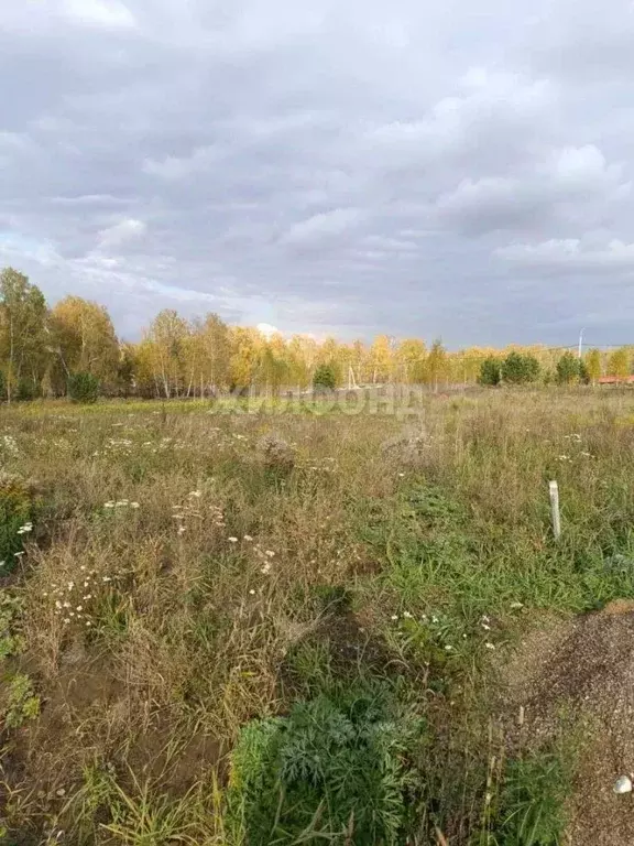 Участок в Новосибирская область, Мошковский район, пос. Октябрьский ... - Фото 0