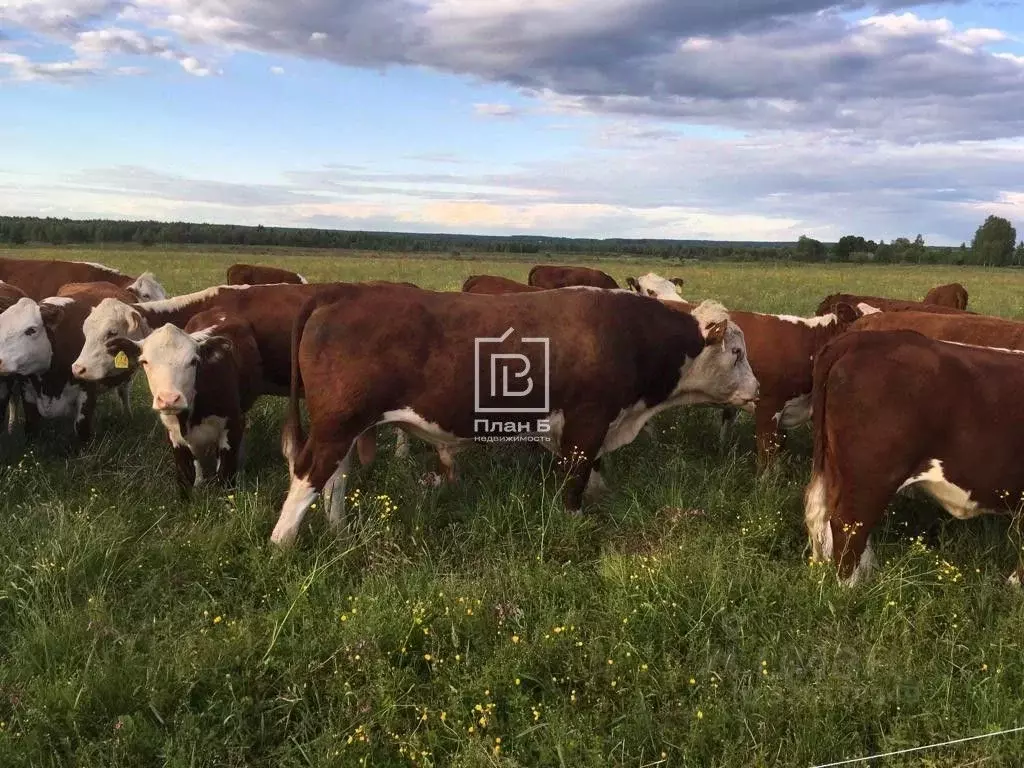 Производственное помещение в Калужская область, Хвастовичский ... - Фото 1