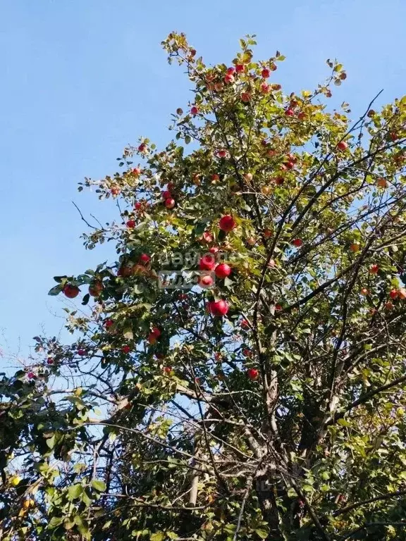 Участок в Челябинская область, Челябинск Тракторосад № 3 СНТ, дор. ... - Фото 1