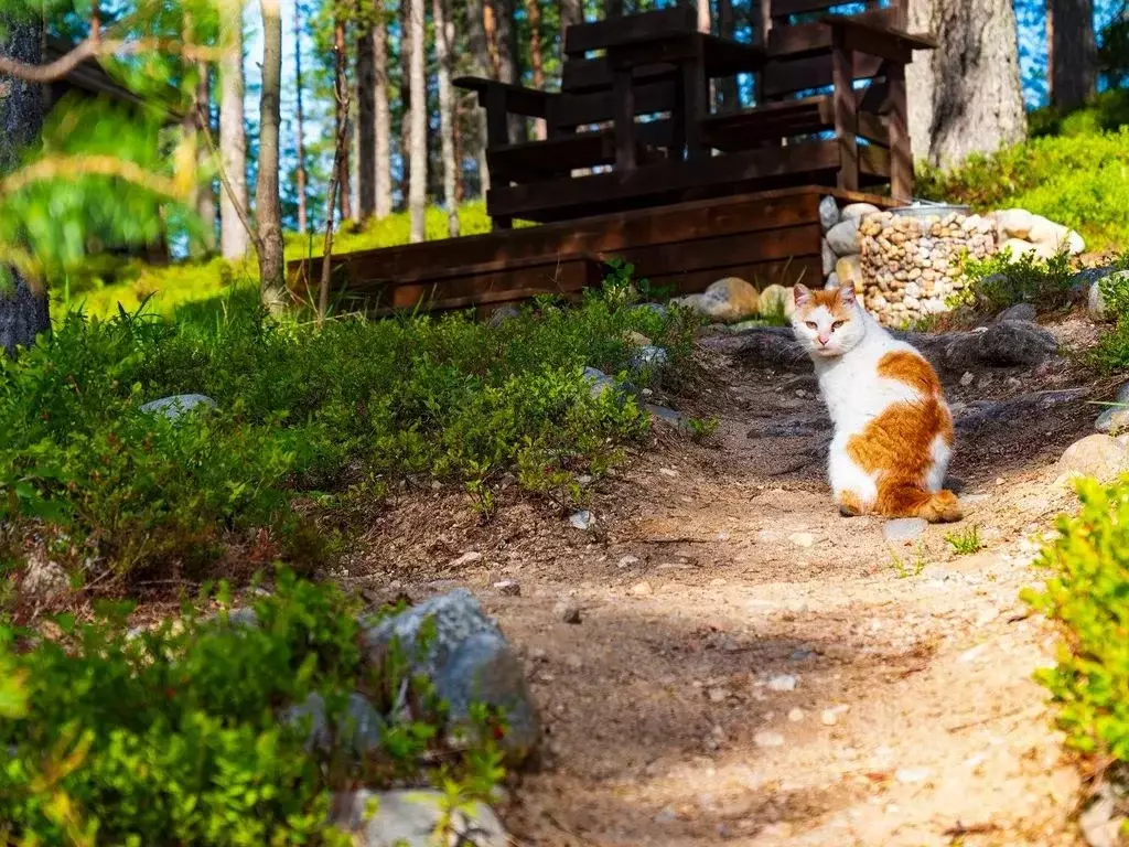 Дом в Карелия, Калевала пгт ул. Вяйнямейнена, 136 (120 м) - Фото 2
