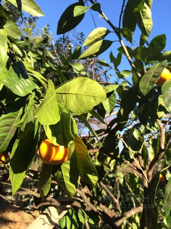 Дом в Краснодарский край, Сочи городской округ, с. Прогресс ул. ... - Фото 2