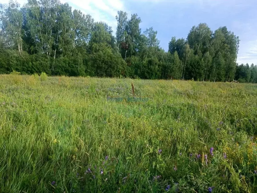 Участок в Искитимский район, село Морозово (8.35 м) - Фото 1