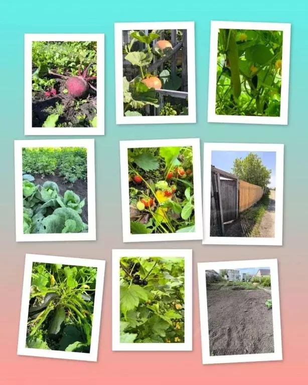 Участок в Новосибирская область, Новосибирский район, с. Криводановка, ... - Фото 2