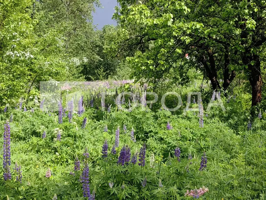 Участок в Московская область, Пушкинский городской округ, Софрино рп ... - Фото 0