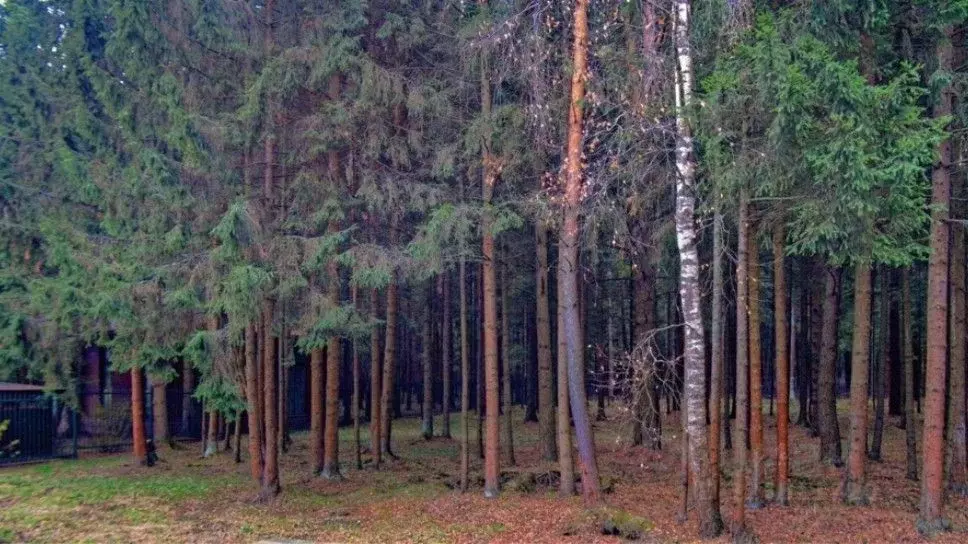 Участок в Москва Лесное озеро кп, 18/2 (54.0 сот.) - Фото 1