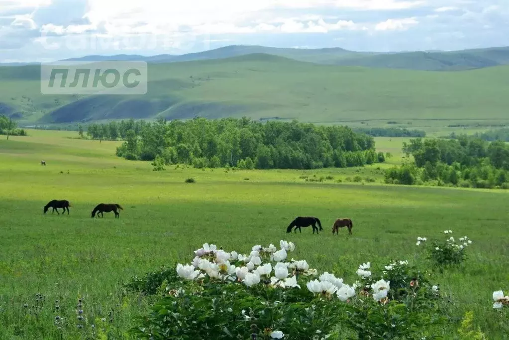 Участок в Забайкальский край, Чита Кенон ДНТ,  (10.06 сот.) - Фото 1