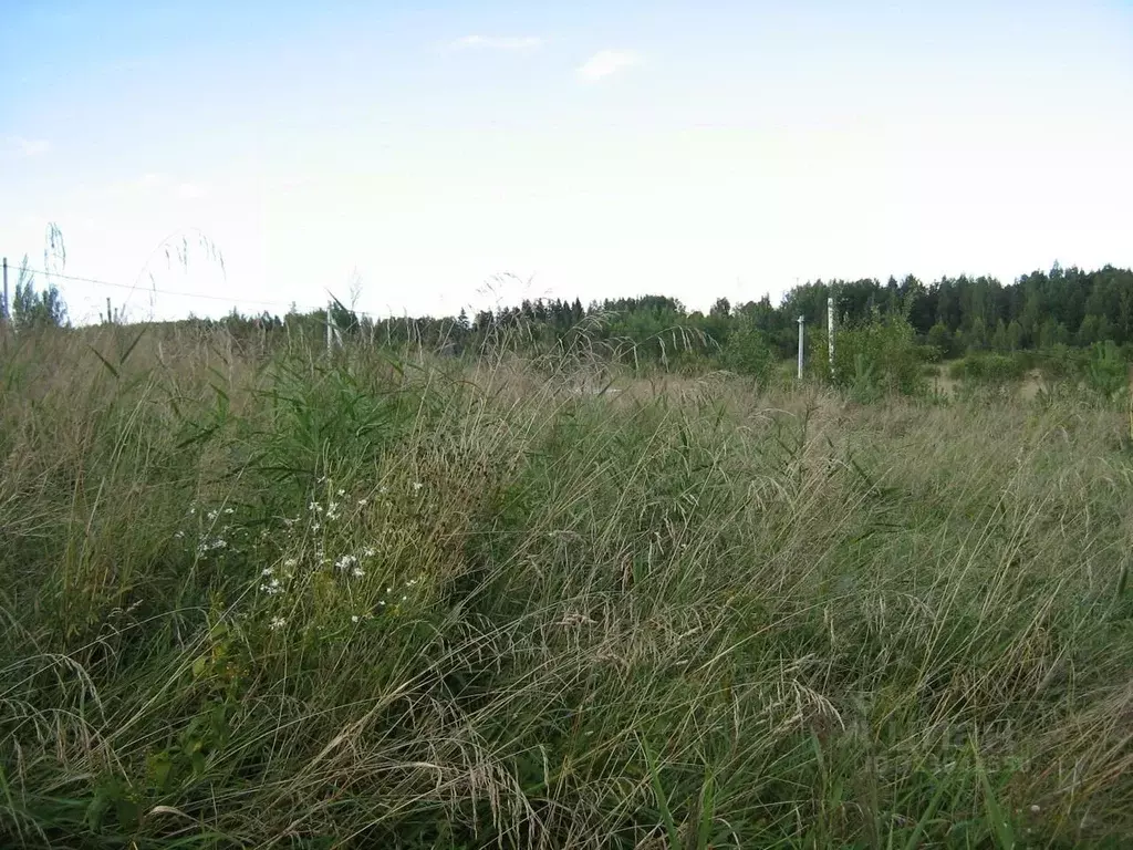 Участок в Ленинградская область, Ломоносовский район, Гостилицкое ... - Фото 2