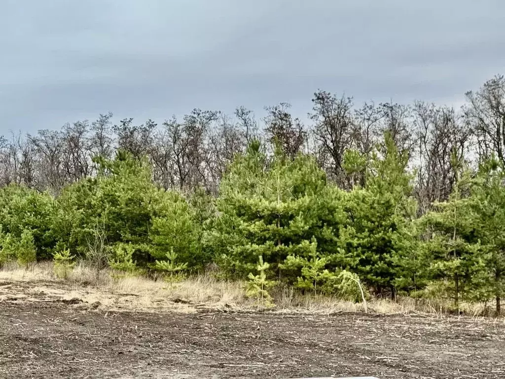 Участок в Белгородская область, Белгородский район, Разумное рп ул. ... - Фото 1