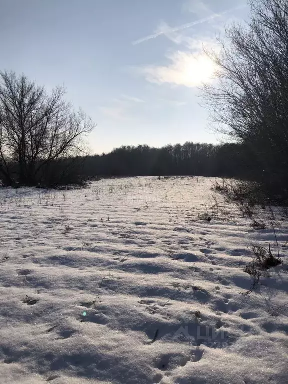 Участок в Воронежская область, Нижнетуровское с/пос, с. Нижнее Турово  ... - Фото 1