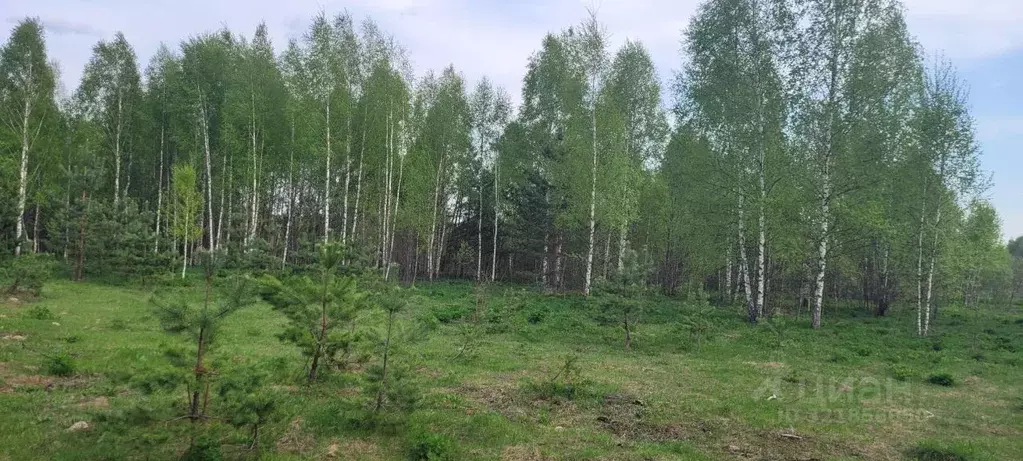 Участок в Владимирская область, Судогодский район, д. Овцыно  (635.0 ... - Фото 1