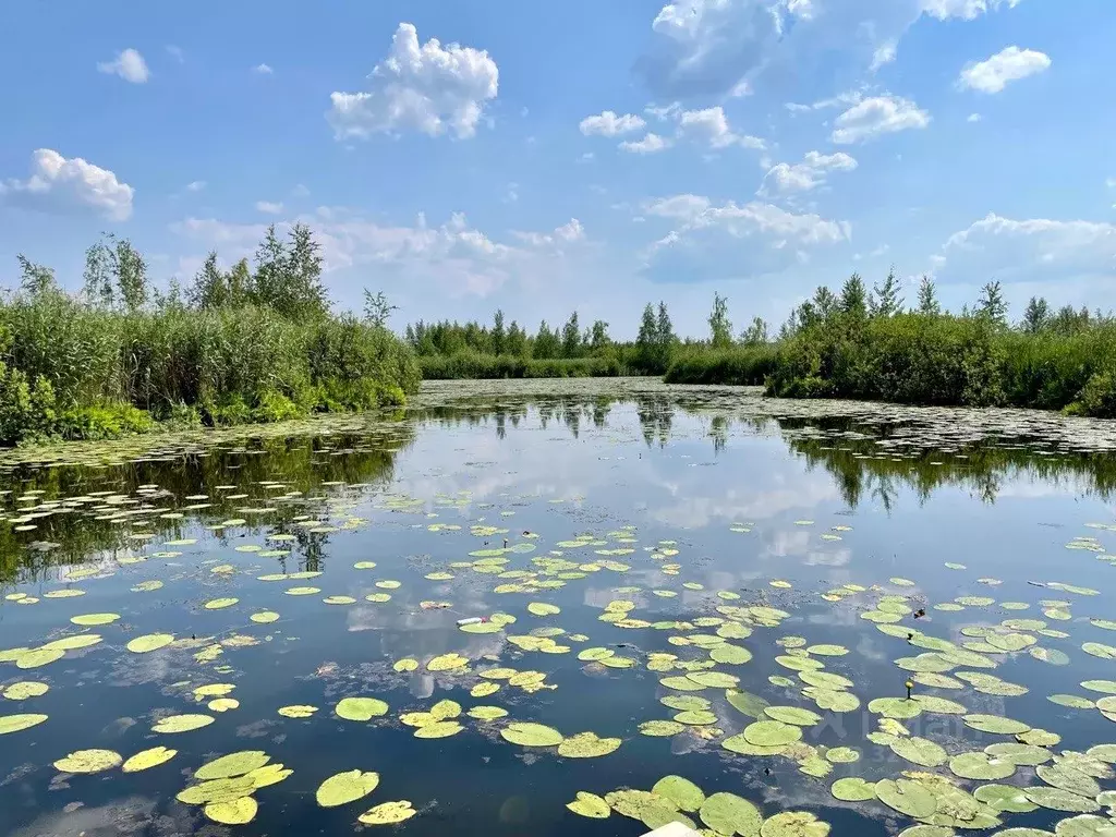 Участок в Московская область, Истра муниципальный округ, д. Новинки, ... - Фото 1