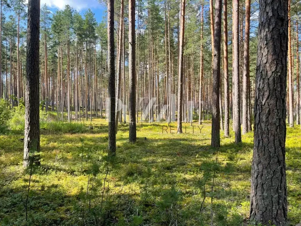 Участок в Ленинградская область, Приозерский район, Петровское с/пос, ... - Фото 1