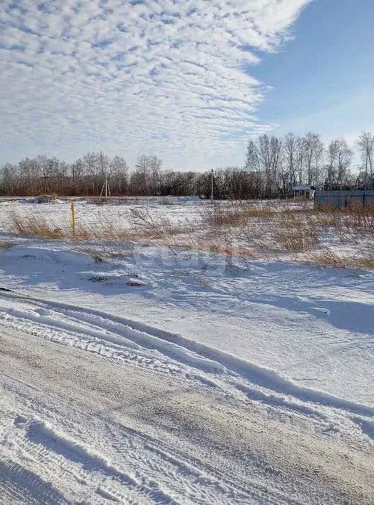 Участок в Алтайский край, Барнаул городской округ, пос. Черницк ул. ... - Фото 0