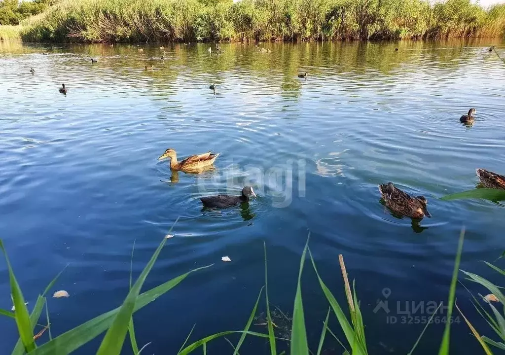 Участок в Ростовская область, Азовский район, Елизаветинское с/пос, ... - Фото 2