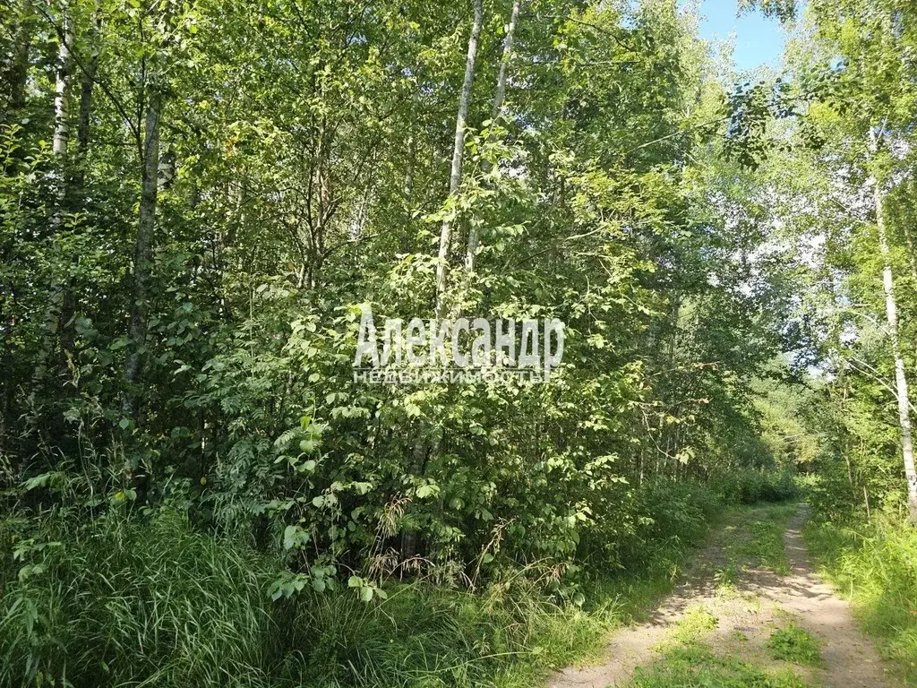 Участок в Ленинградская область, Приозерский район, Ромашкинское ... - Фото 2