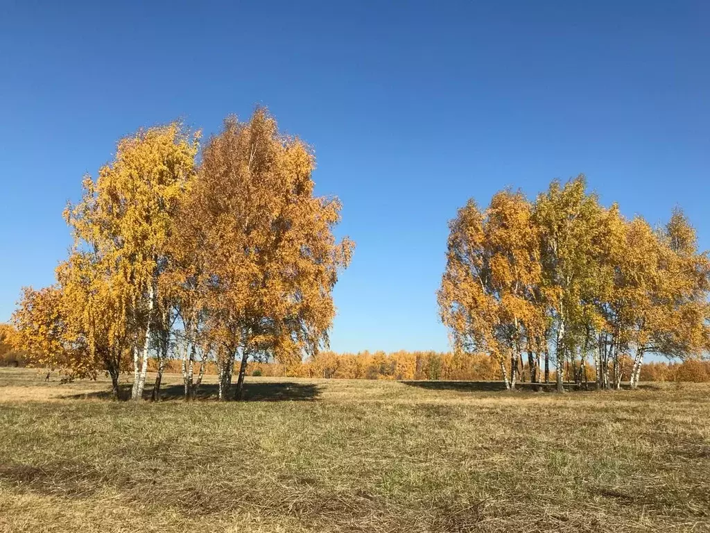 Участок в Тверская область, Зубцовский район, д. Пищалино  (590.0 ... - Фото 1