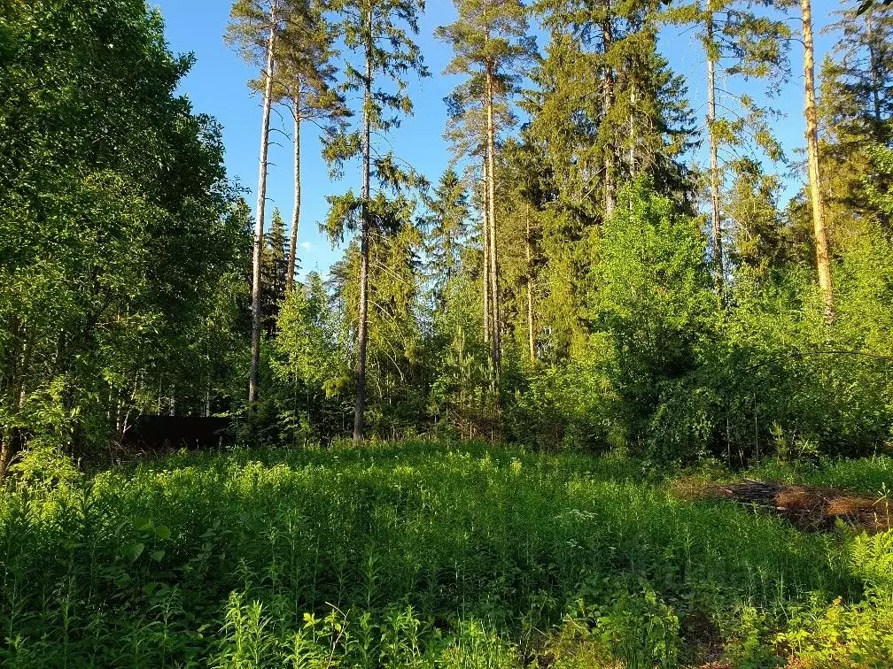 Участок в Ленинградская область, Гатчинский район, Вырица городской ... - Фото 1